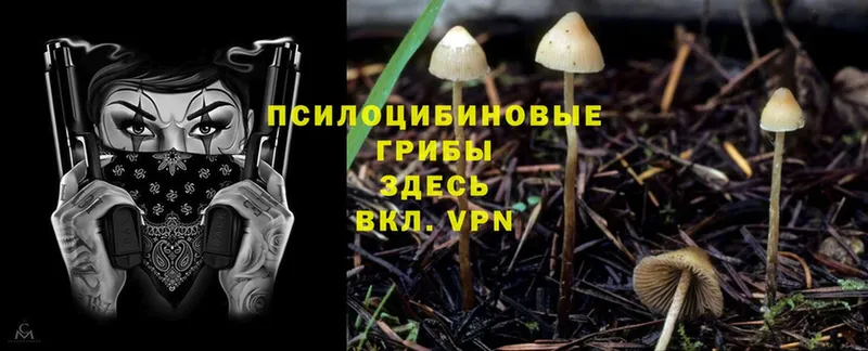 купить наркотик  Кинель  Псилоцибиновые грибы Magic Shrooms 